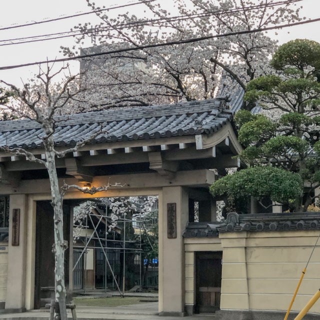 坂東報恩寺の桜