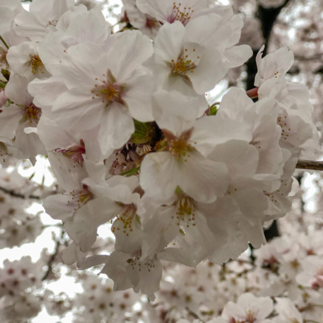 上野公園桜満開