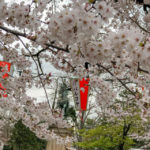 29日は桜満開予定日!上野公園の状況は!?