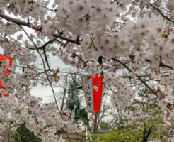 上野公園桜満開