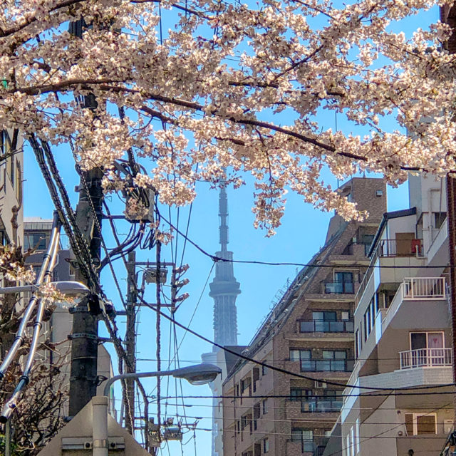 スカイツリーと桜のコラボスポット