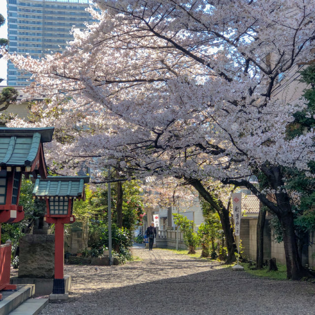 秋葉神社桜
