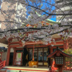 ソメイヨシノと枝垂れ桜が綺麗な『秋葉神社』