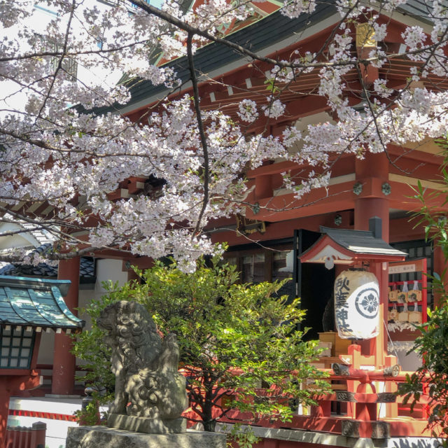 秋葉神社桜