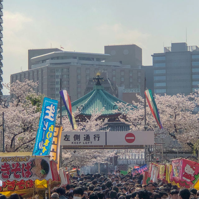 上野公園桜