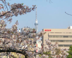不忍池と桜と東京スカイツリー