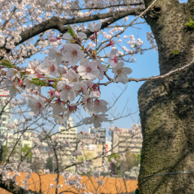 不忍池と桜と東京スカイツリー