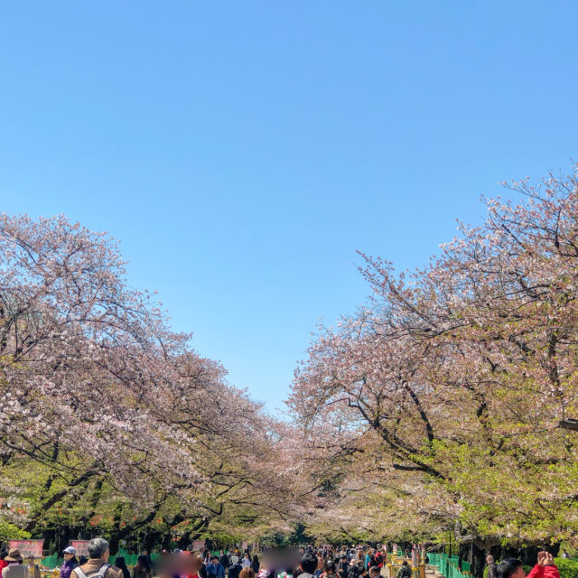 上野公園桜並木