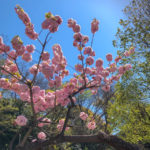 弁天堂近くの可愛い桜「ヤエベニトラノオ」