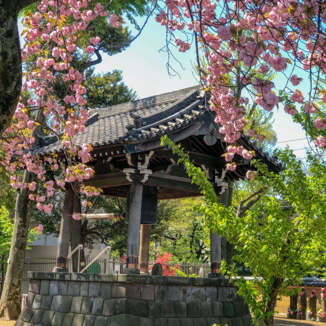 遅咲きの桜が綺麗に咲いている『寛永寺 根本中堂』