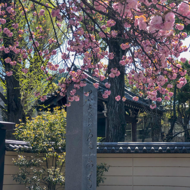 遅咲きの桜が綺麗に咲いている『寛永寺 根本中堂』