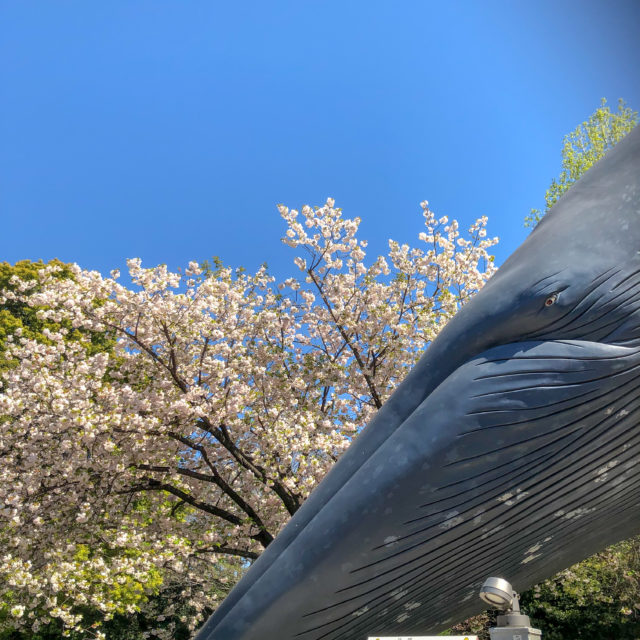 東京国立博物館クジラのオブジェ桜