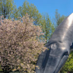 クジラのオブジェ前の遅咲きの桜『イチヨウ』