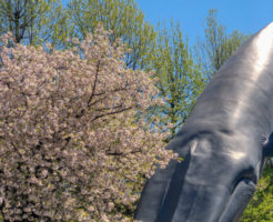 東京国立博物館クジラのオブジェ桜