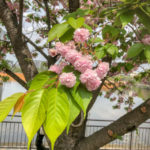この時期しか見つけにくい遅咲きの桜『バイゴジジュズカケザクラ』