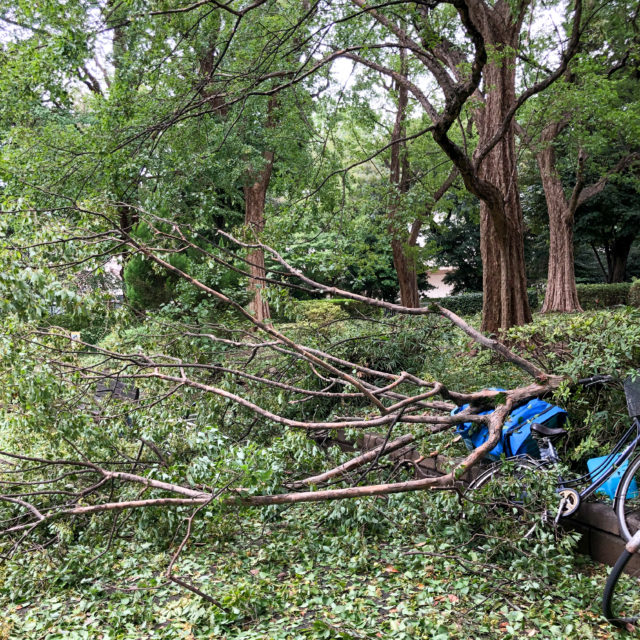 台風一過の上野公園