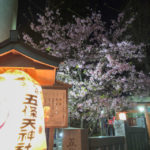 五条天神社の河津桜がほぼ満開!