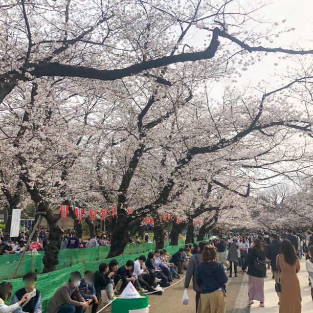 上野公園桜_20200322_02
