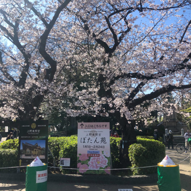 上野公園桜_20200324_06