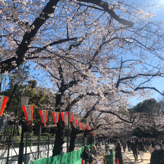 上野公園桜_20200324_04