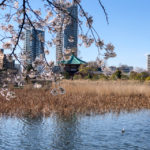 快晴の上野公園桜はほぼ満開！弁天堂とソメイヨシノ