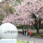 コロナウイルスで寂しい上野でも上野公園入口の大寒桜は満開！