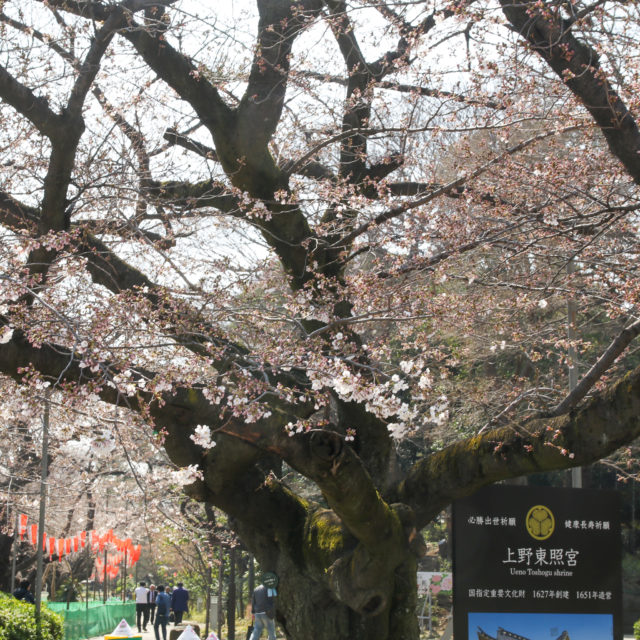 上野公園桜_20200320_01