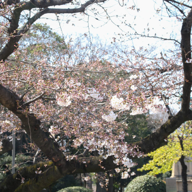 上野公園桜_20200320_02