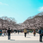 上野公園ソメイヨシノは7分咲き！宴席禁止なのに大混雑！！