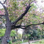 上野公園遅咲き桜が見頃な「カンザン」と「イチヨウ」