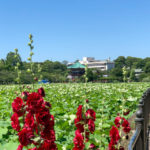 関東甲信越地方は梅雨入り！不忍池の紫陽花とハスの葉