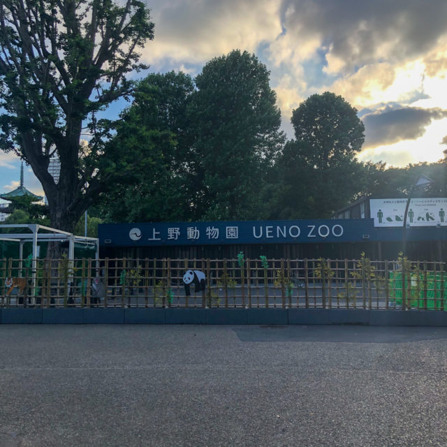 上野動物園再開3