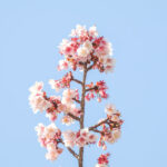 桜咲く2021年、上野公園スタバ横のカンザクラが８分咲き!