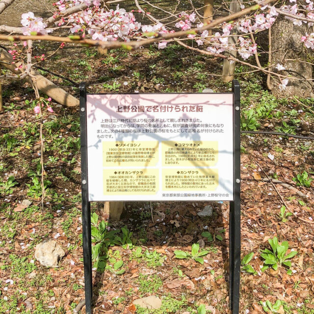 上野公園桜命名