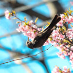 すっかり春、上野寛永寺の桜とヒヨドリでプチお花見