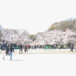 上野公園は桜満開でお花見ピーク！しかし宴席禁止