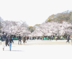 上野公園お花見20210327_01