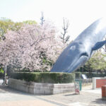 国立科学博物館クジラのオブジェ桜_01