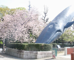国立科学博物館クジラのオブジェ桜_01
